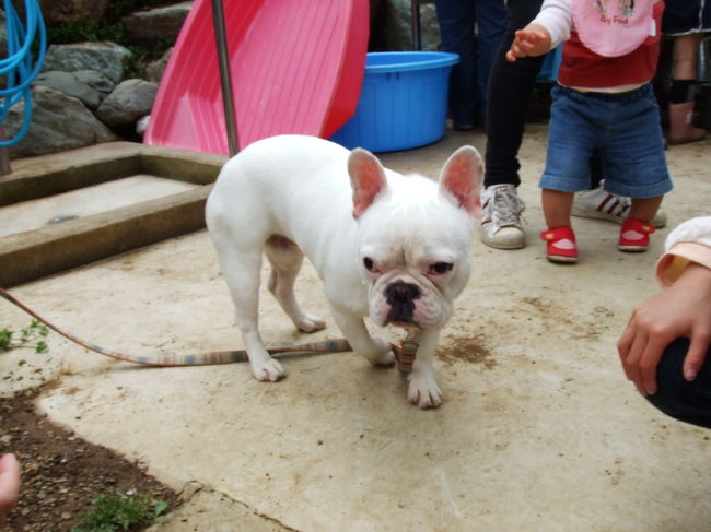 繋いであった、パグちゃん☆<br />かわいかったっす！<br />見た目ちょっとブタっぽい（＊＾ー＾＊）