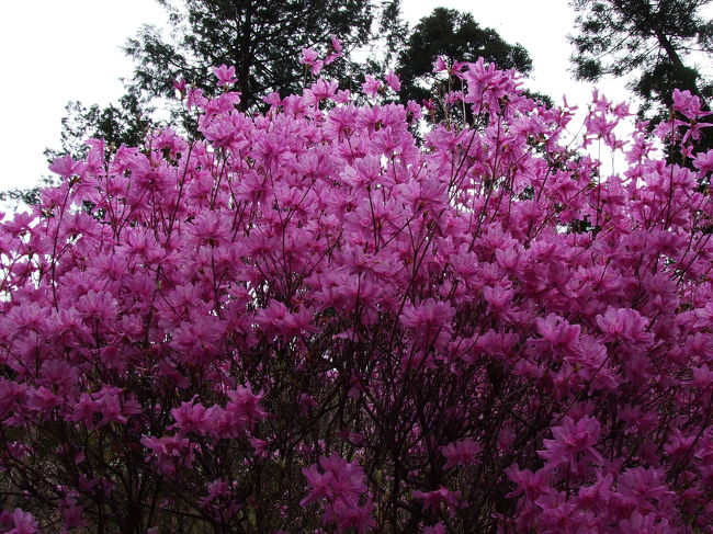 ツツジですよね〜？