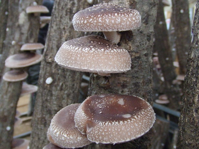 シイタケ狩りしました。<br />200グラムお持ち帰り♪