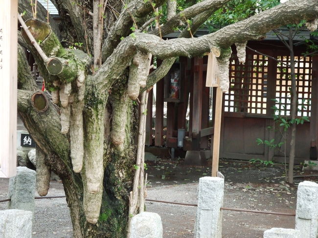 樹から、垂れてるんです！<br />不思議。