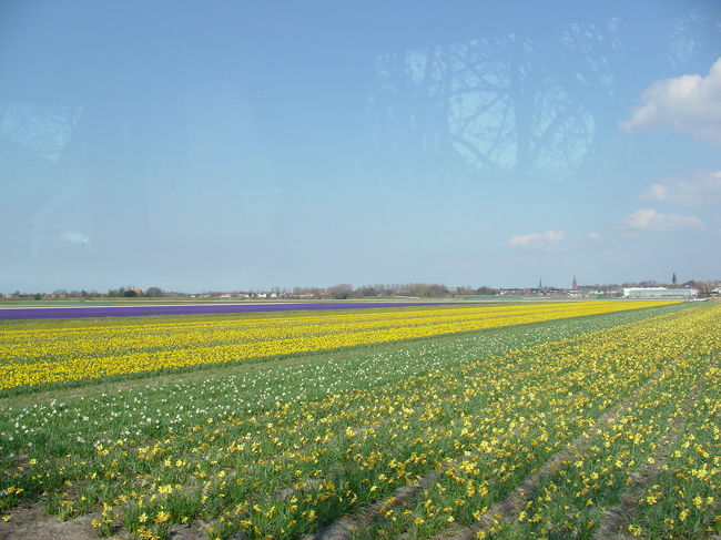 さっそくお花畑が〜。