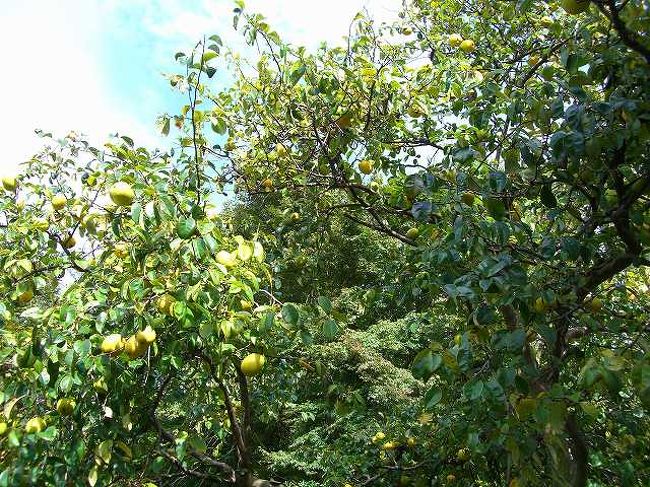 木々の色<br /><br /><br />日本と同じような気候のせいか、まだ昼は暑いくらいです。<br />入口すぐの木々も青々としていました。