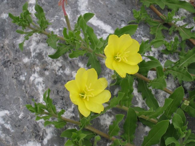 海岸に咲く花。