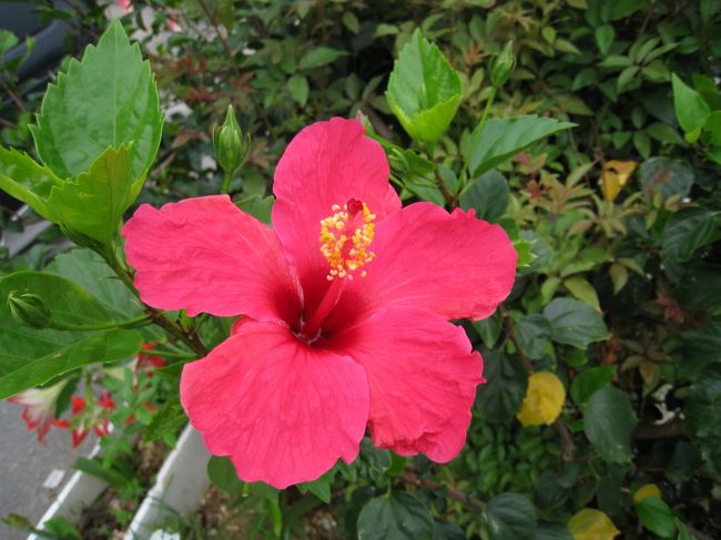 ハイビスカスは一年中咲いています。