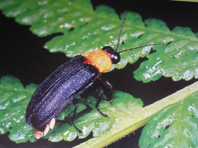 これが久米島ボタルです。ＪＴＡの機内誌からコピーさせてもらいました。