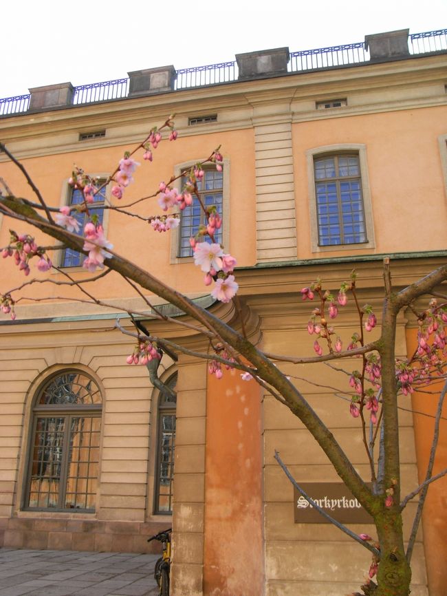 さくらが咲いていました。