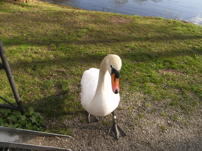 この後どんどん近づいてきて、ものすごい威嚇されました。