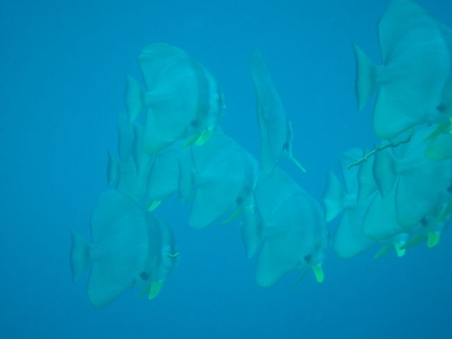 ツバメウオの群れ