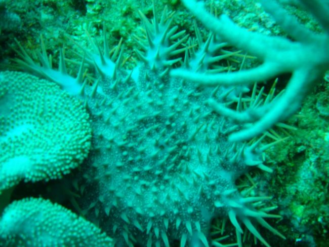 憎いオニヒトデ