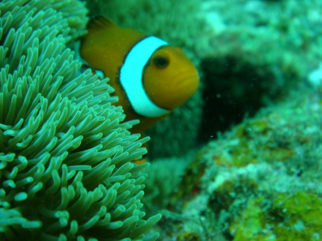 ニモが怒っているのか