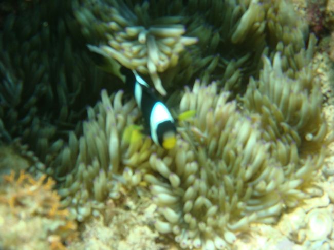 トウアカクマノミ