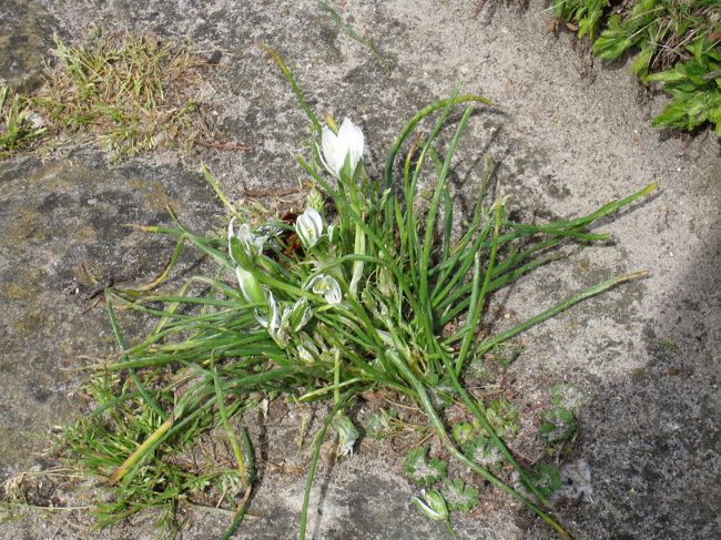 日本では、あまり見ない花が咲いてました。<br /><br />それでは、次はヴェルサイユへ向けて出発です。