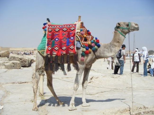 ピラミッド、砂漠には、ラクダが似合います。