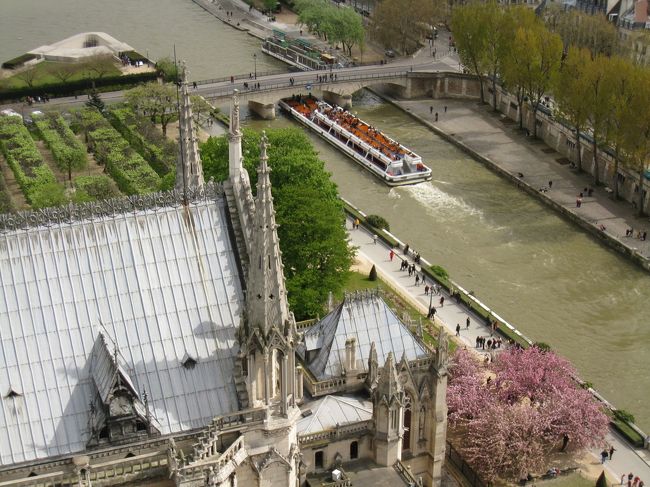 サクラのような木があります。<br />セーヌ川とともに。