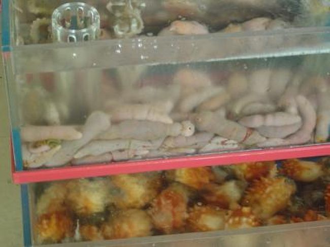 08年3月釜山旅行 チャガルチ市場でサシミを食べる 韓国からのエアメール 釜山 韓国 の旅行記 ブログ By Murenekoさん フォートラベル