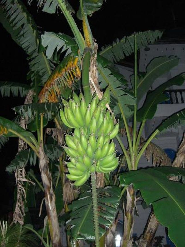 バナナの木　発見。<br />ホテルに庭にあった