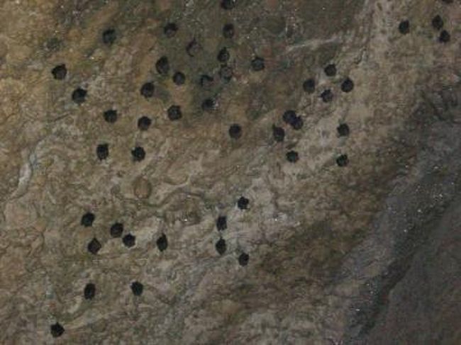 中にいました〜こうもり（当たり前か）<br />しかしココの洞窟は、中が真っ暗。<br />大き目の懐中電灯を貸してくれたが、<br />中は危険極まりなかった。太った人なら通れないような幅の細い部分を10メートルほど、クライミングしなければならなかった。<br />滑り落ちたら、絶対骨折って感じ。<br />ま、幅が細いから、途中で引っかかるか。<br />でも日本では絶対ない！！！これは。