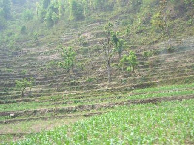 段々畑
