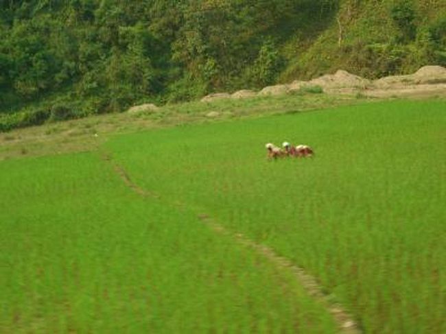 田植えかな？<br />画像、見にくくてゴメンナサイ