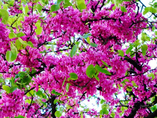 色鮮やかなお花(^^)