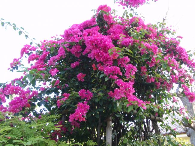 ブーゲンビリアが咲き乱れていて鮮やかです。