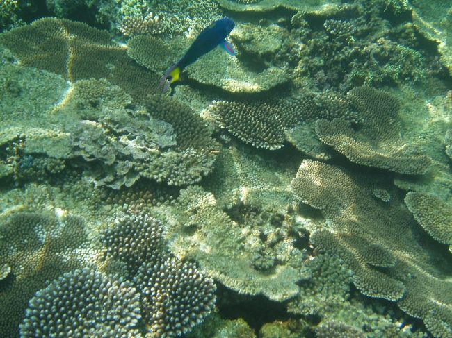 ビーチから船で５分程度のポイントへ。ガイドさんの案内でシュノーケル開始！