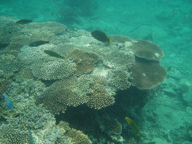 うーん石垣の海はやっぱキレイ☆