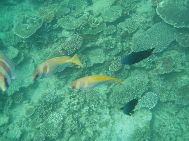 ツアーでは魚の餌付けもできて、魚肉ソーセージを細かくちぎって撒くと色とりどりの魚が寄ってきます。ごんたちゃんはソーセージを持ってる手を魚に噛まれちゃいました。。。