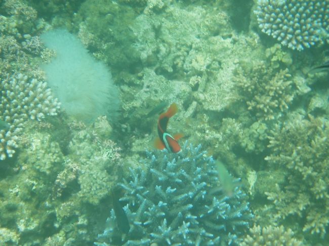 クマノミ発見♪