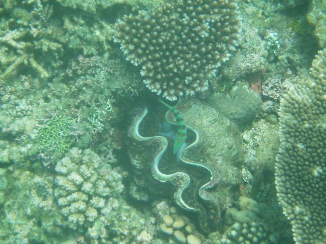 昨晩食べたしゃこ貝。思っていたより大きかったです！