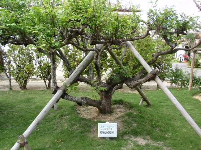 スターフルーツの木。