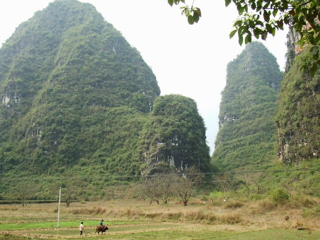 牛が田んぼを耕しています。<br /><br />のどかな風景です。