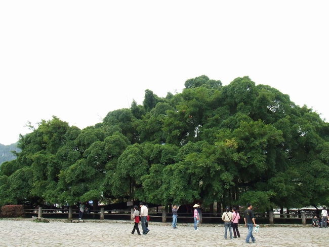 1000年の歴史を持つという大木。<br /><br />願いをかける樹として<br />昔から信仰されてきました。