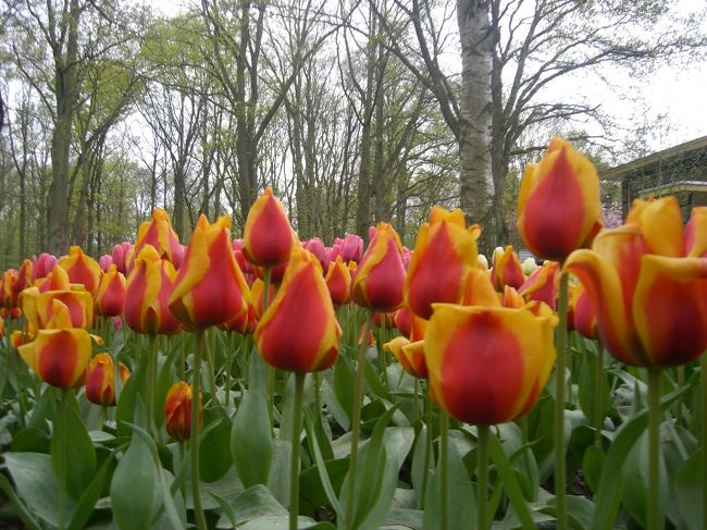 日本のチューリップといえば、赤・白・黄色♪って感じですが、本当に色んな種類があります。<br /><br />