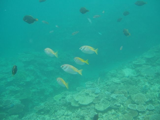 今日はショートのシュノーケルコースに参加。