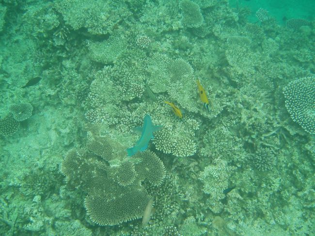 お天気は曇りでしたが海中は前日より透明度が高かったかも！？