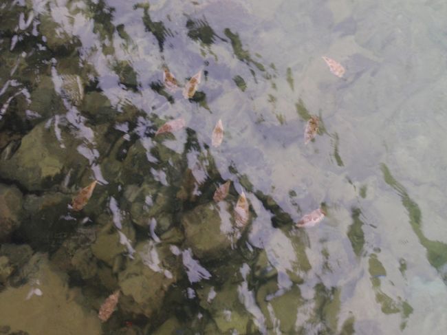 ４月２９日、最終日です。桟橋から海をパチリ☆たくさん浮かんでるのは何？ふぐ？？？