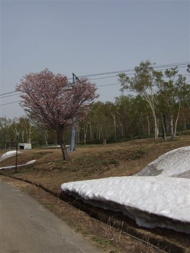 天狗山<br /><br />雪と桜のコラボ