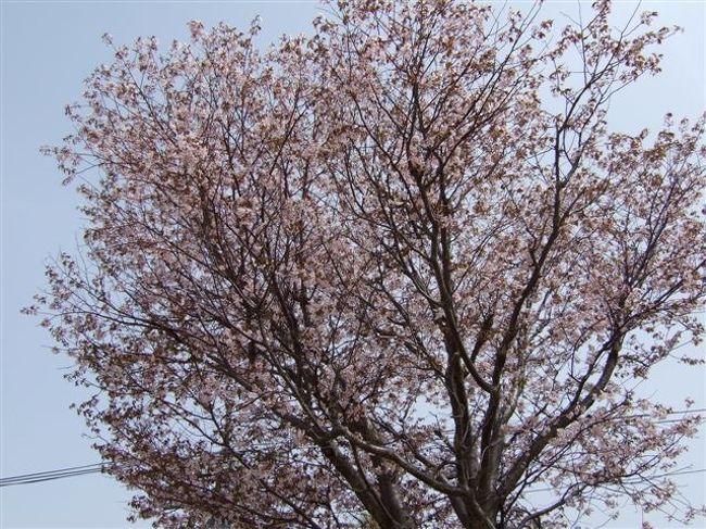 天狗山<br /><br />桜