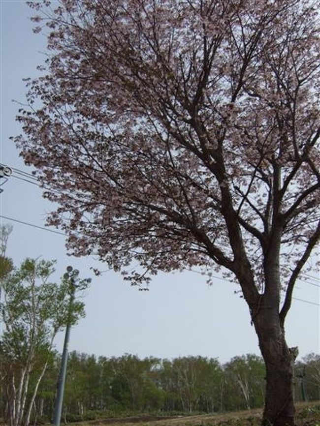 天狗山<br /><br />桜