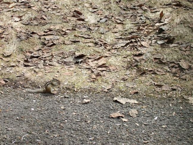 天狗山<br /><br />シマリス公園<br /><br />シマリス♪かわいい♪