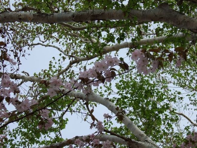 天狗山<br /><br />桜<br /><br />白樺の中にある桜もなんだか素敵♪