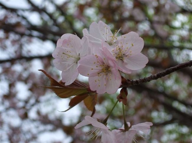 天狗山<br /><br />桜