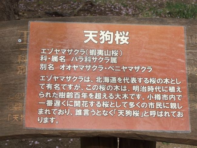 天狗山<br /><br />天狗桜