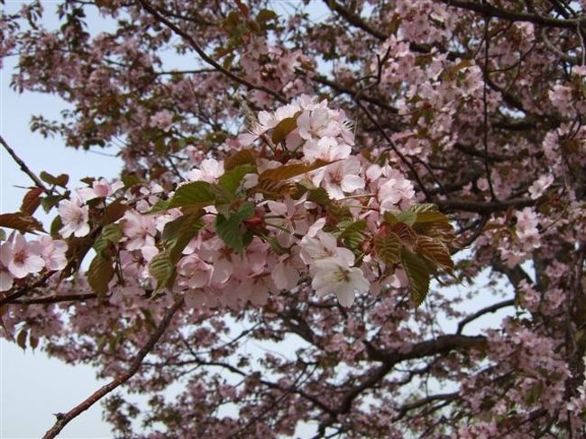 天狗山<br /><br />天狗桜