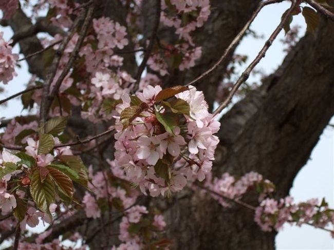 天狗山<br /><br />天狗桜