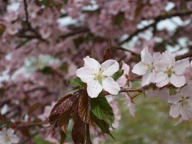天狗山<br /><br />天狗桜
