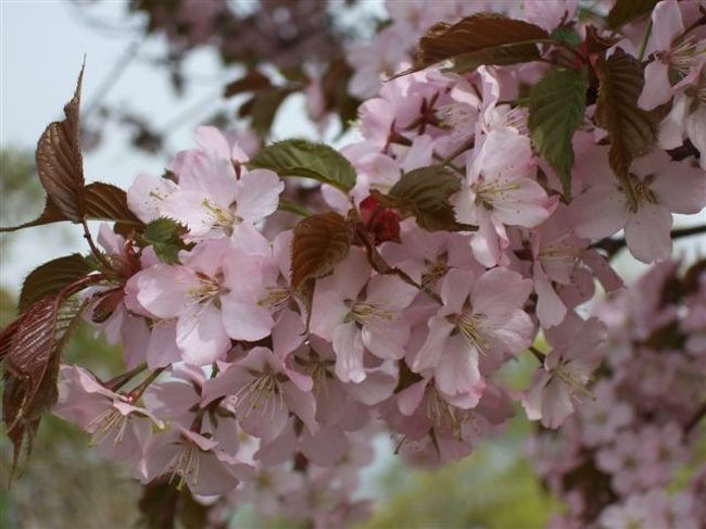 天狗山<br /><br />天狗桜