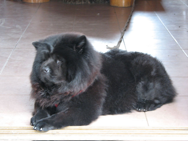 野良犬（？）がたくさん