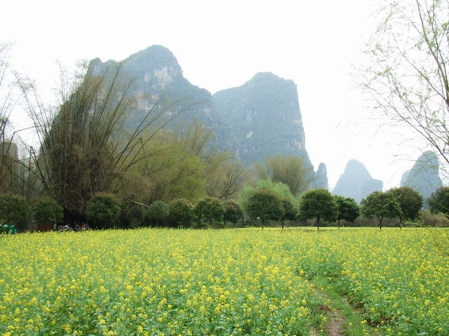 菜の花が満開でした。